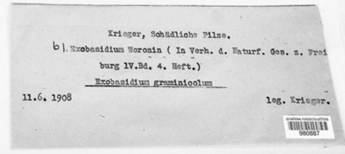 Phleogenaceae image